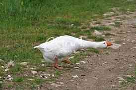 white geese in the village isolated