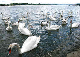 dunav , zemun, labudovi