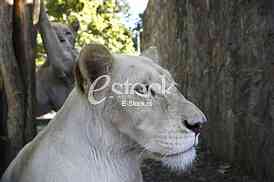 lion white