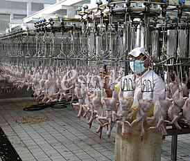 Continuous conveyor of meat of chickens