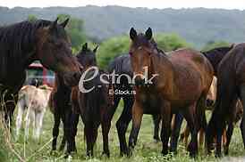 horses in the countryside in a field near mountains