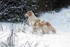 Hunting dog