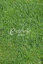 green grass texture or background of golf course and football field