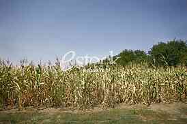 corn field