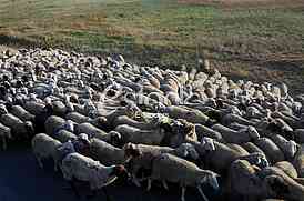 Sheep, animal