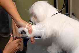 Grooming