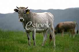 Cows grazing on a green summer meadow