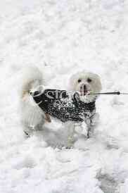 little white dog terrier winter