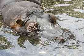 hippo resting in the water