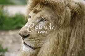 white lion resting