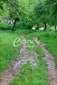 Rural road Country road, green trees and forest nature