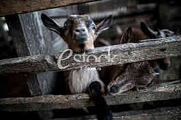 Goat farm Serbia