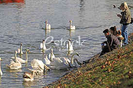 Labud na reci Dunav, Swan on the Danube river