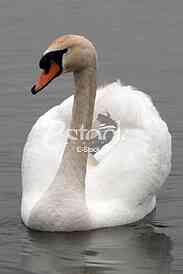 White swans
