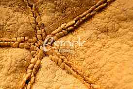 Starfish, shell