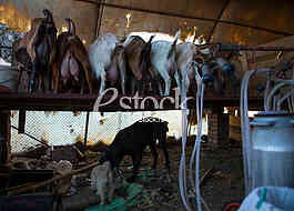 Goat farm Serbia