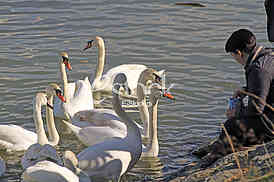 Labud na reci Dunav, Swan on the Danube river