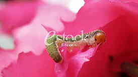 caterpillar