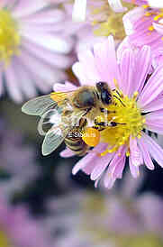 The bee