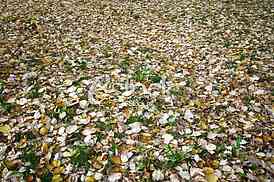 fallen autumn leaves