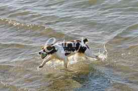a dog swims in the water and playing with a ball in the water