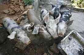 pigs on the farm