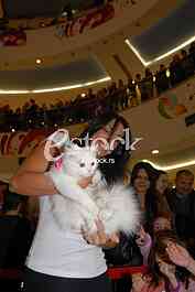 Cat show