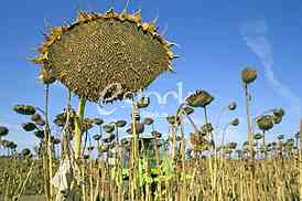 Agriculture