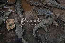 Crocodile