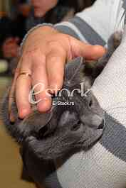 Cat show