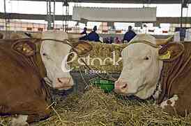 Cow