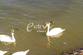 Labud na reci Dunav, Swan on the Danube river