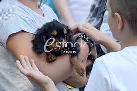 The first international festival of pets 