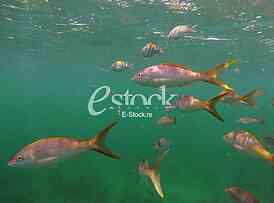 Caribbean sea