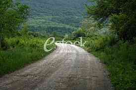 Rural road Country road, green trees and forest nature
