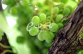 Fruits