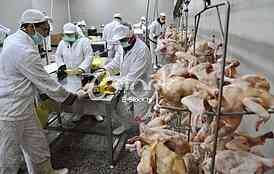 Continuous conveyor of meat of chickens