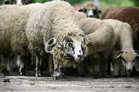 Herd of sheep on beautiful mountain meadow