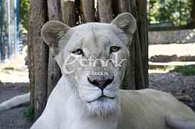 lion white