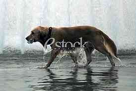 Dogs