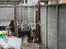 Association for adoption dogs 