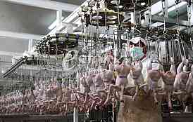 Continuous conveyor of meat of chickens