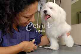 Grooming