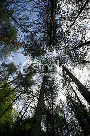 The green trees top in forest, blue sky and sun beams shining through leaves view through the treetop