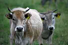 Cows grazing on a green summer meadow