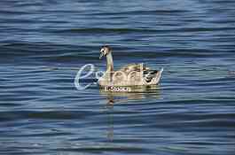 swan on blue water