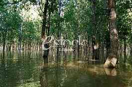 Tamis poplave