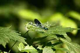 Black Dragonfly on green grass stem with green background