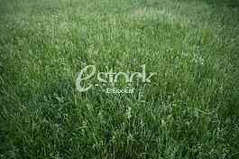 fresh spring green grass background texture straight