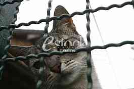 Cat pretty